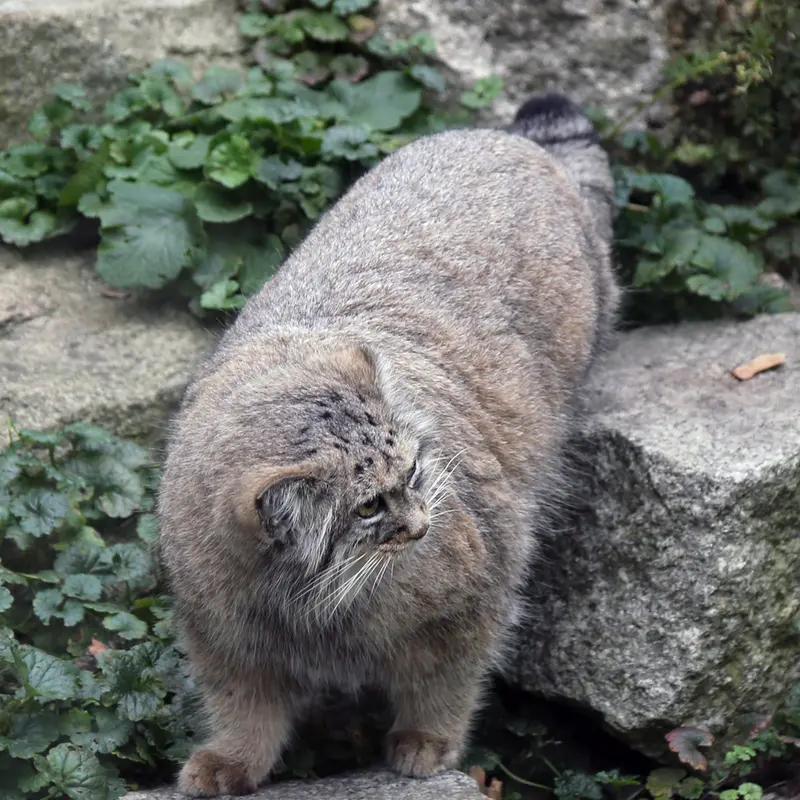 ヴロツワフ動物園のザリナの写真
