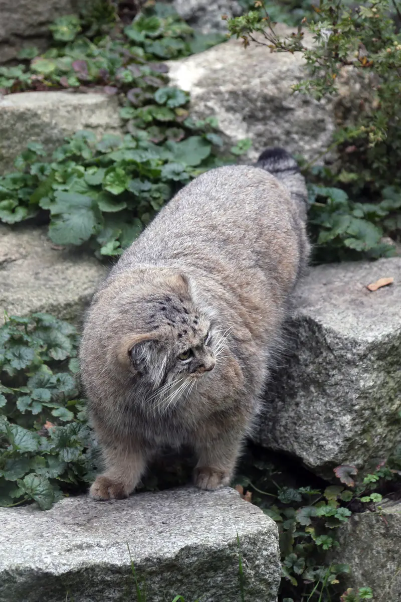 ヴロツワフ動物園のザリナの写真