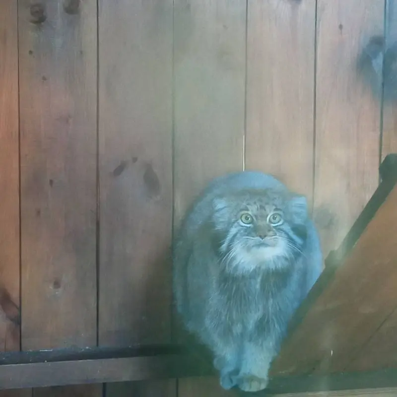 イジェフスク動物園（ウドムルト動物園）のアルタイの写真