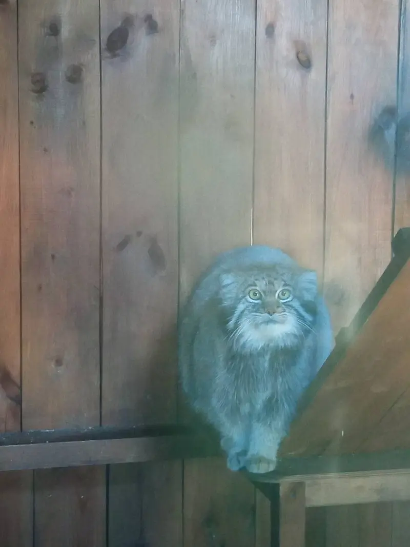 イジェフスク動物園（ウドムルト動物園）のアルタイの写真