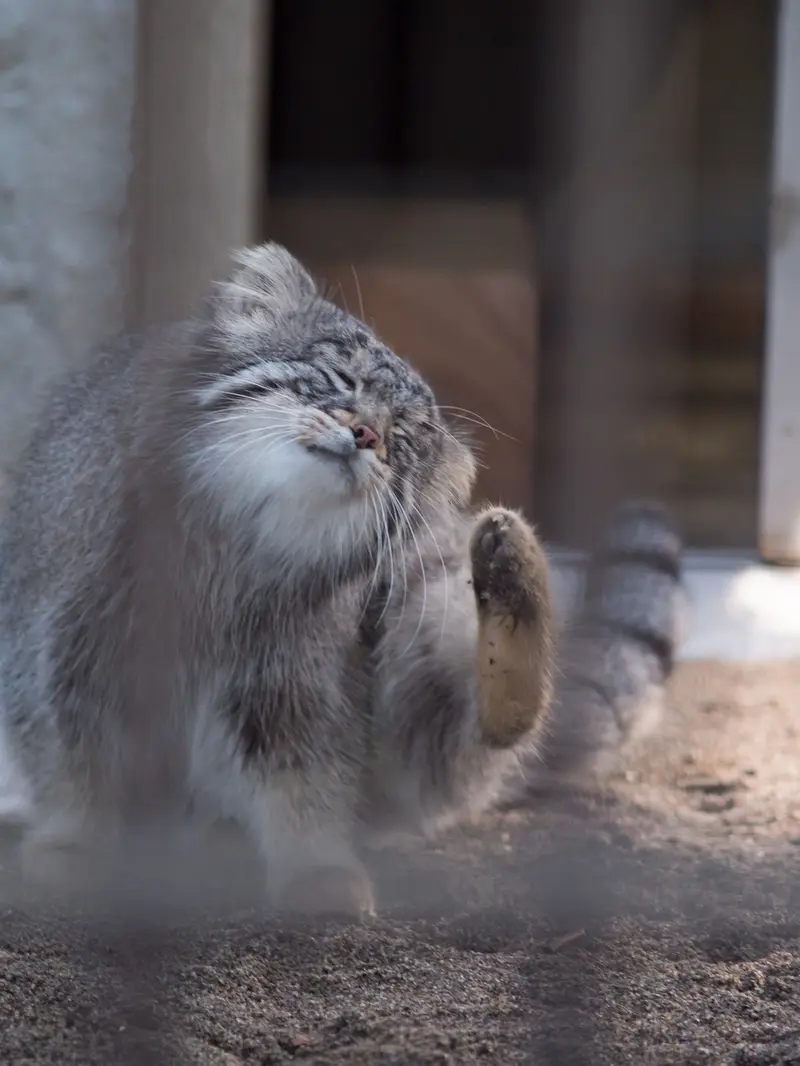 野毛山動物園のフィーガの写真