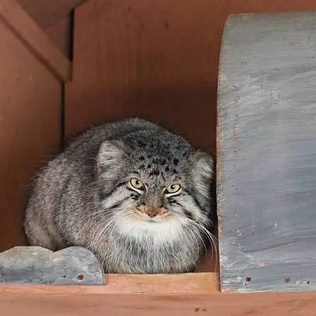 埼玉県こども動物自然公園のシャルの写真