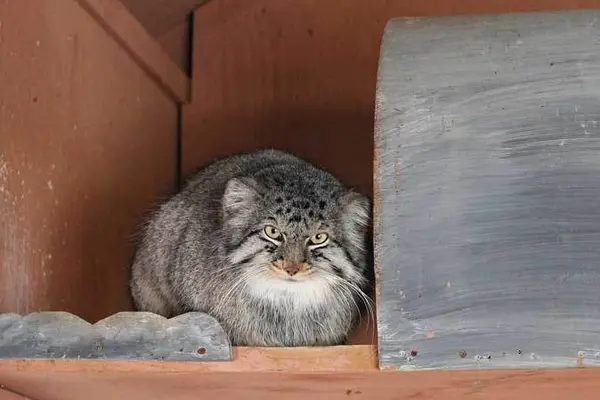 埼玉県こども動物自然公園のシャルの写真