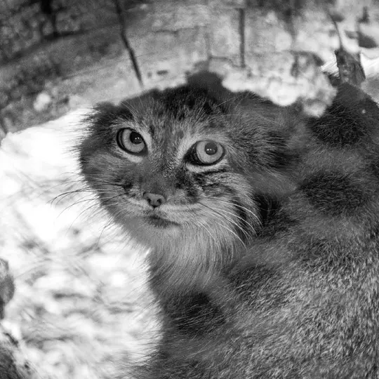 グレートプレーンズ動物園のサルヒの写真