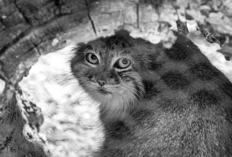 グレートプレーンズ動物園のサルヒの写真