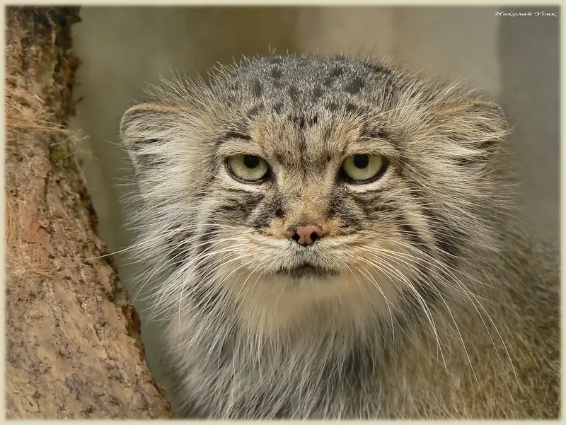 ミュルーズ動物学・植物公園のグラーシャの写真