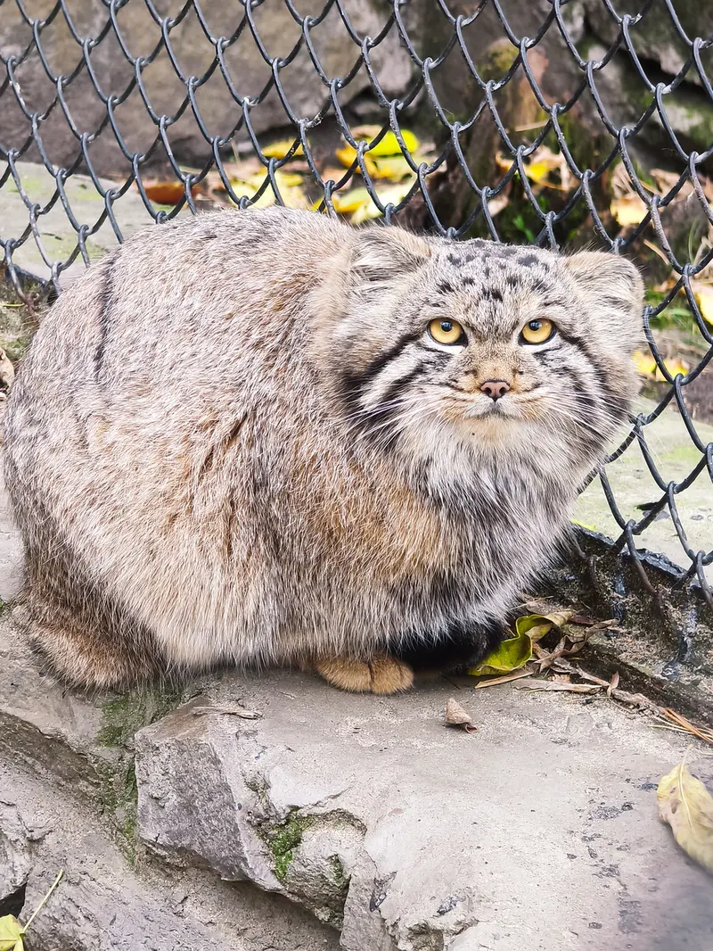 ノヴォシビルスク動物園のスネジャナの息子 b.2026 Ⅰの写真