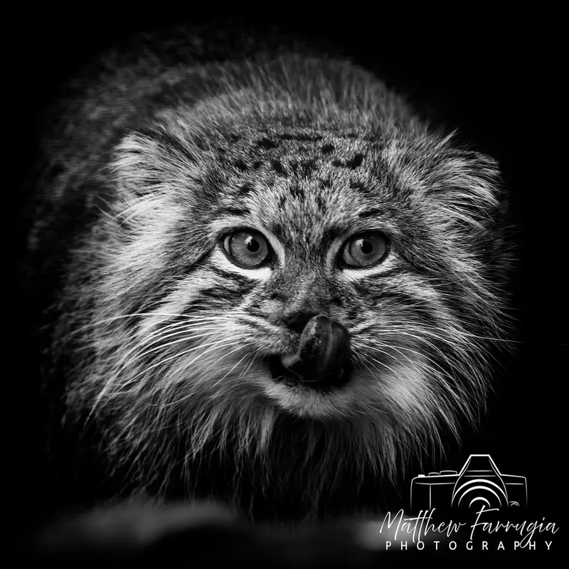 ビッグ・キャット・サンクチュアリのカラの写真