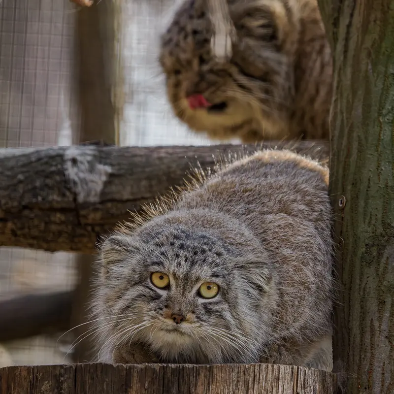 ブルノ動物園のムズタウとアリウナーの写真