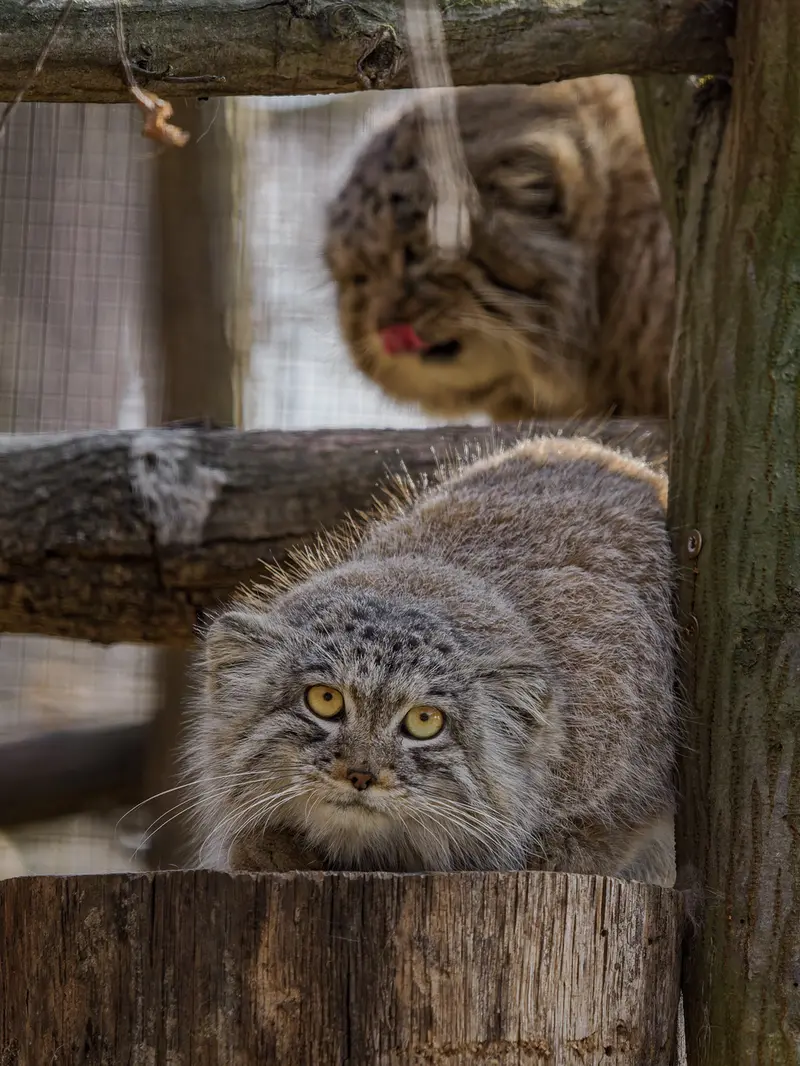 ブルノ動物園のムズタウとアリウナーの写真