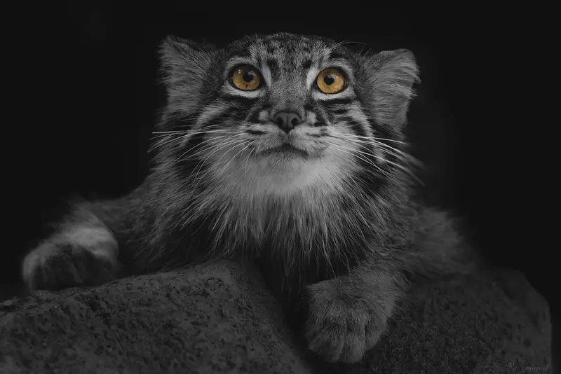 マヌルネコの写真