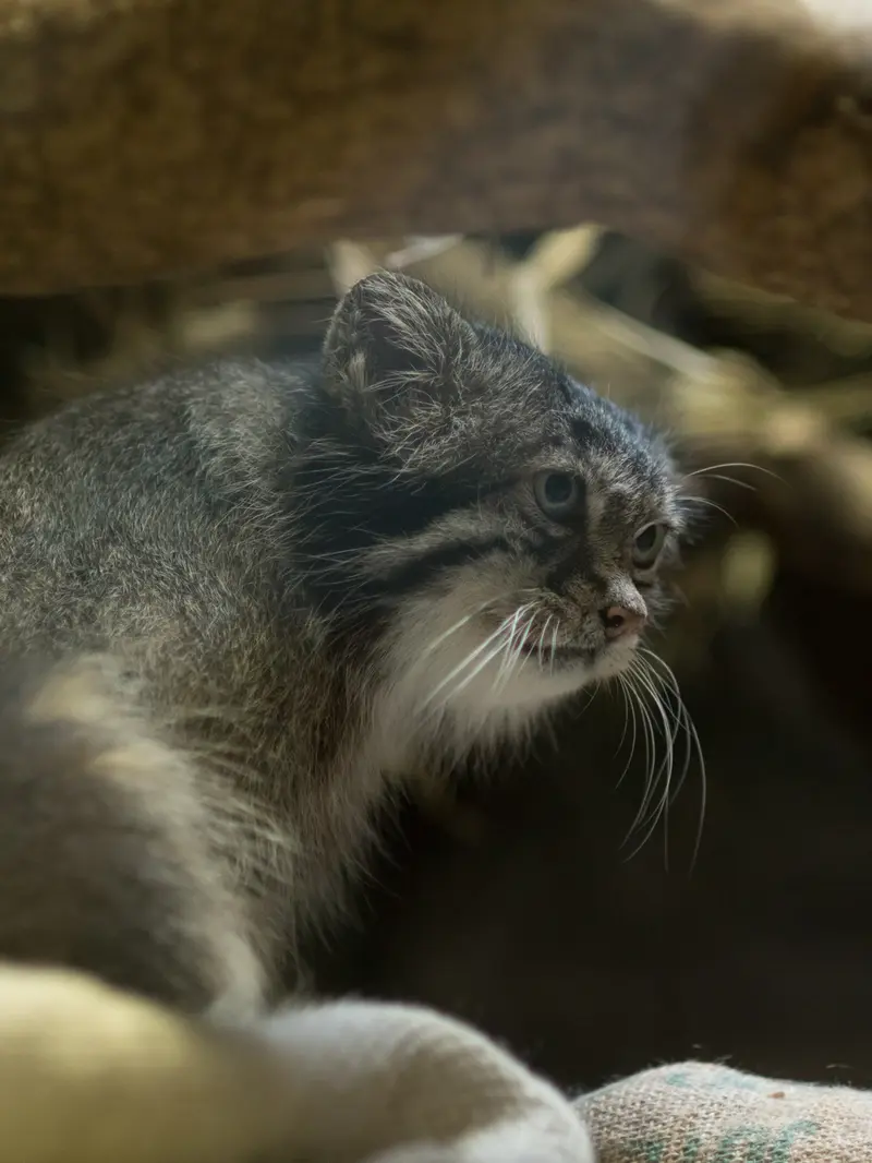 恩賜上野動物園のクリョンの写真