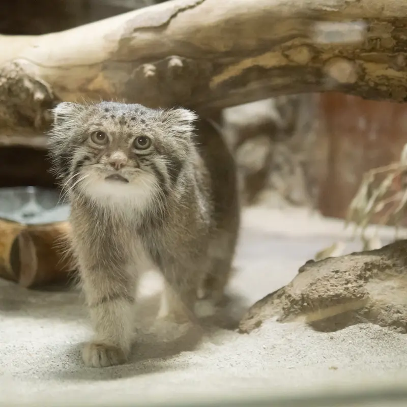 恩賜上野動物園のクリョンの写真