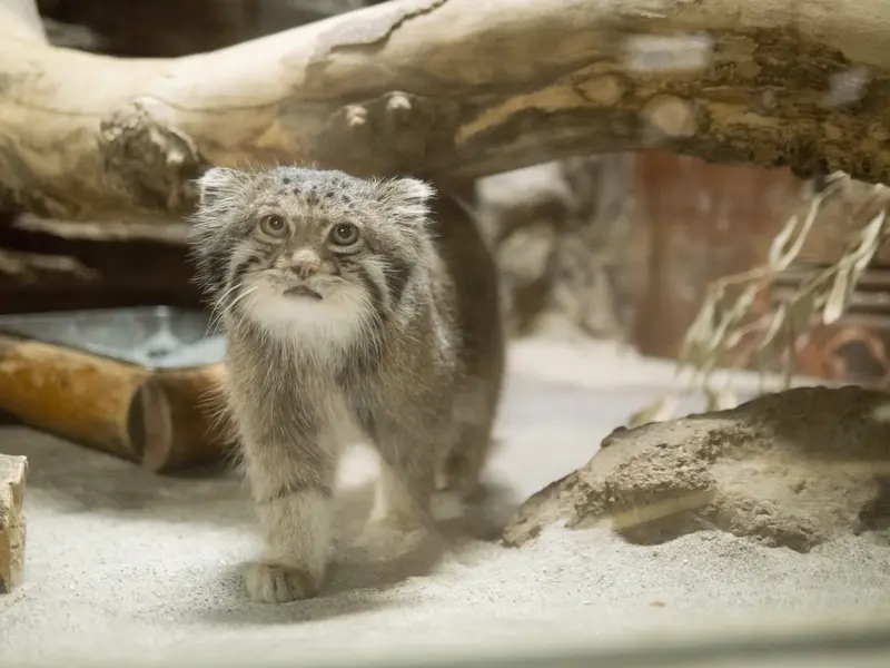 恩賜上野動物園のクリョンの写真