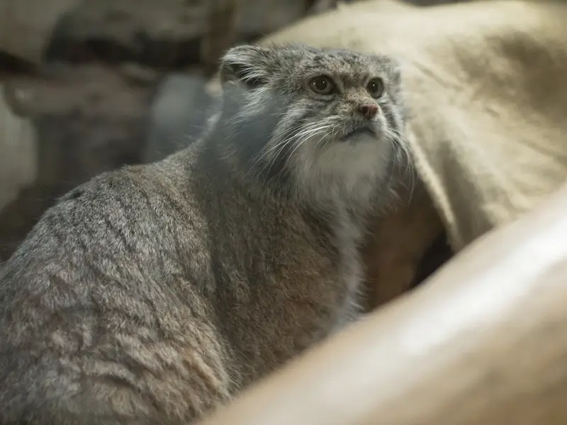恩賜上野動物園のクリョンの写真