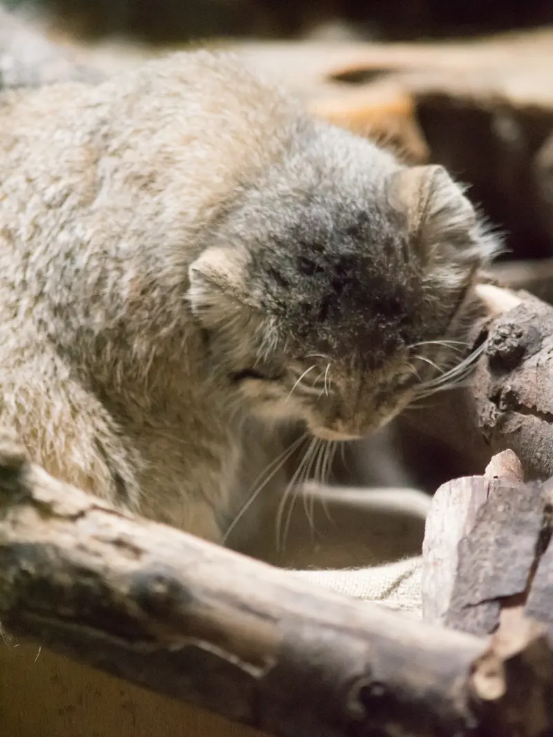 恩賜上野動物園のプリームラの写真