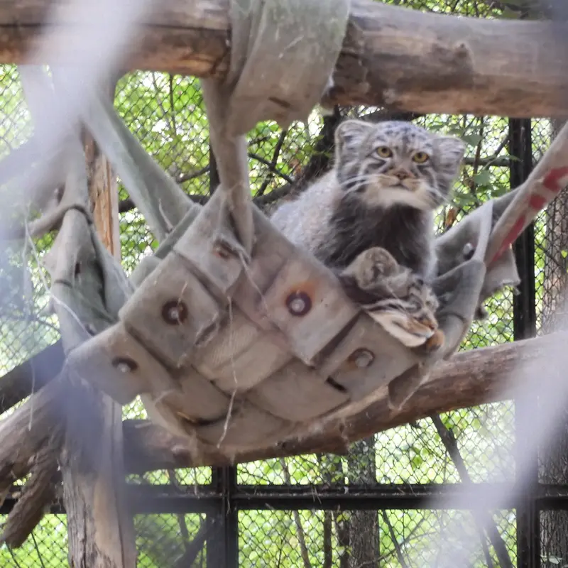 ノヴォシビルスク動物園のマヌルネコの写真