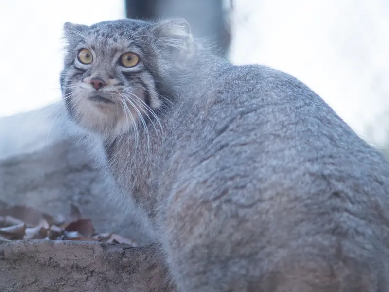 埼玉県こども動物自然公園のオトの写真