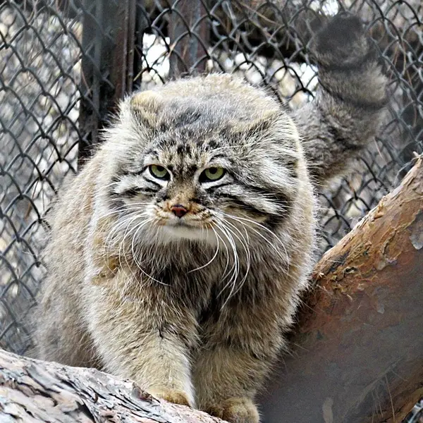 ノヴォシビルスク動物園のマヌルネコの写真