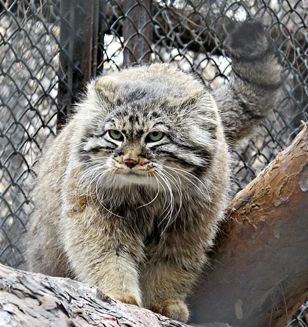 ノヴォシビルスク動物園のマヌルネコの写真