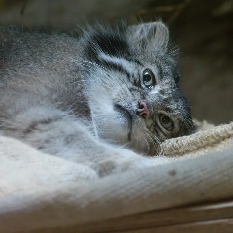 恩賜上野動物園のクリョンの写真