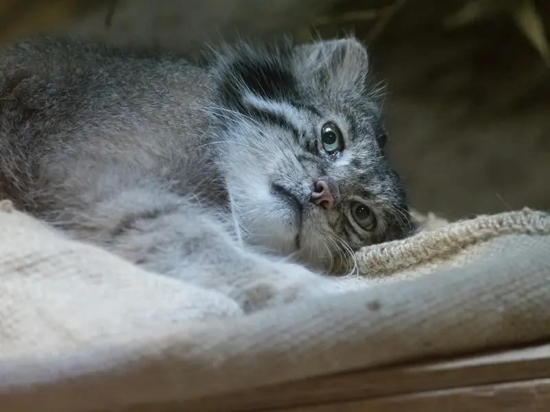 恩賜上野動物園のクリョンの写真