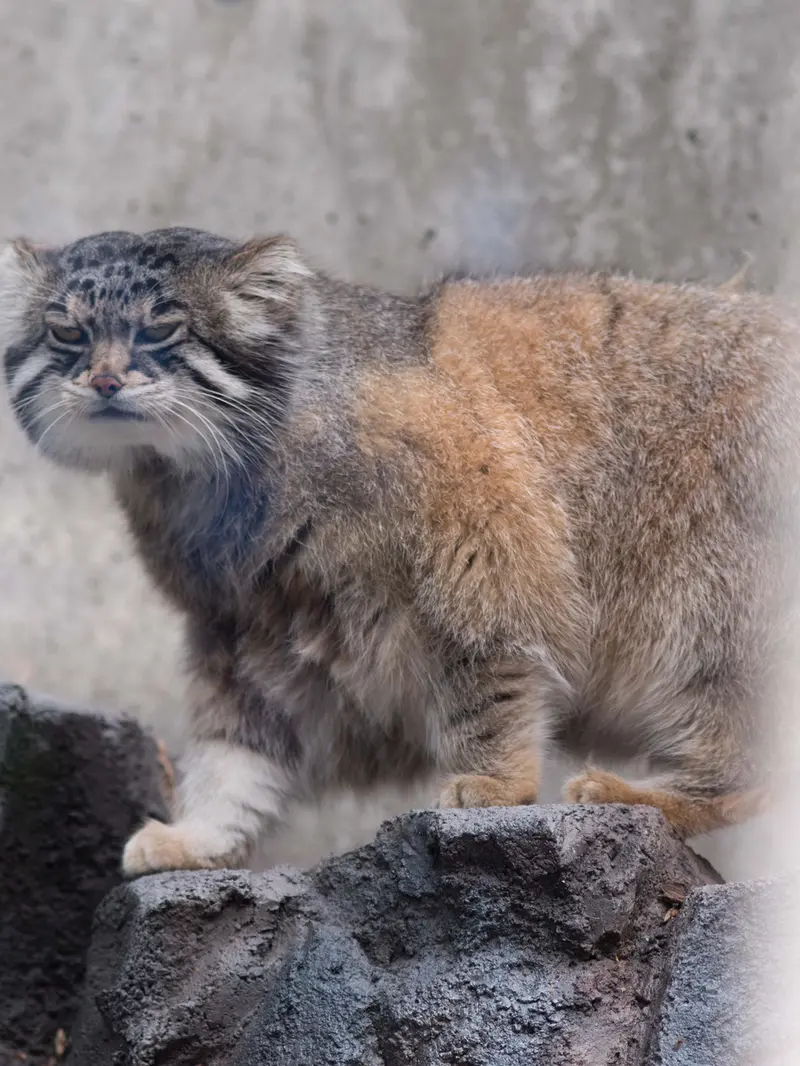 旭山動物園のグルーシャの写真