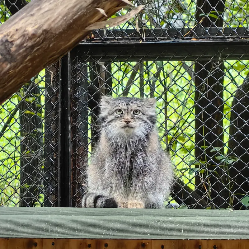 ノヴォシビルスク動物園のラストチカの写真