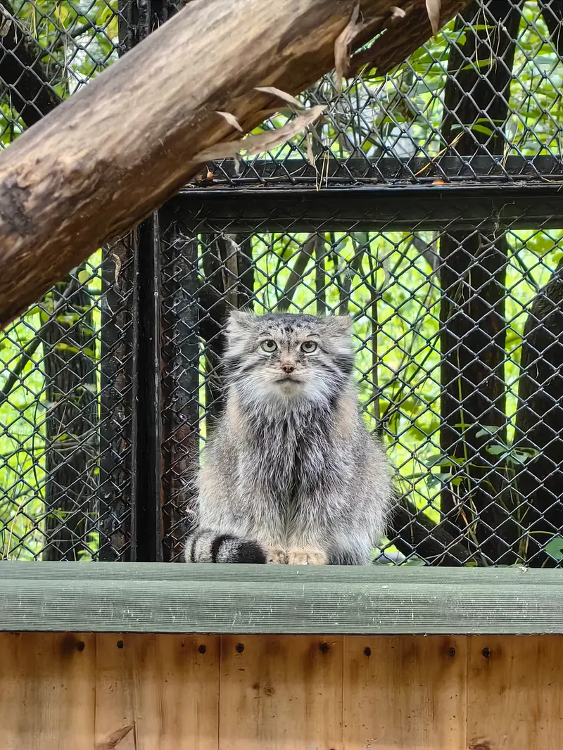 ノヴォシビルスク動物園のラストチカの写真