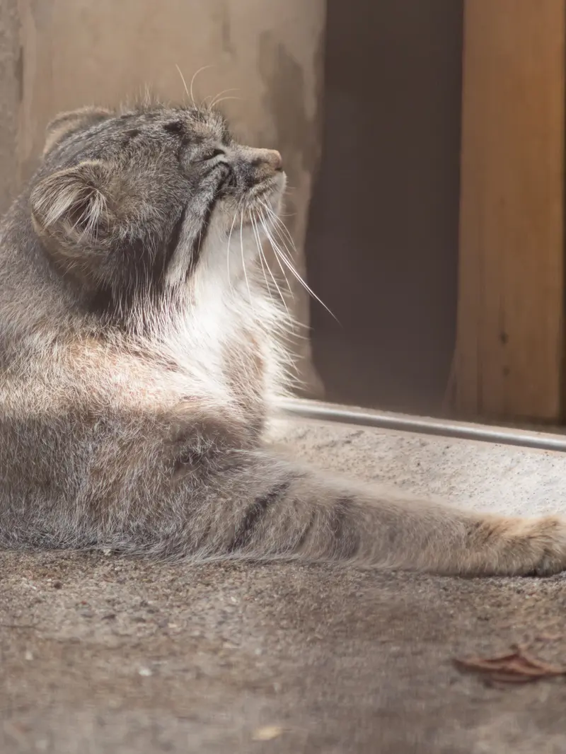 野毛山動物園のフィーガの写真