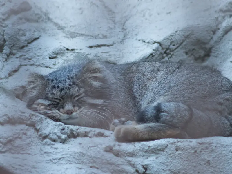 野毛山動物園のフィーガの写真