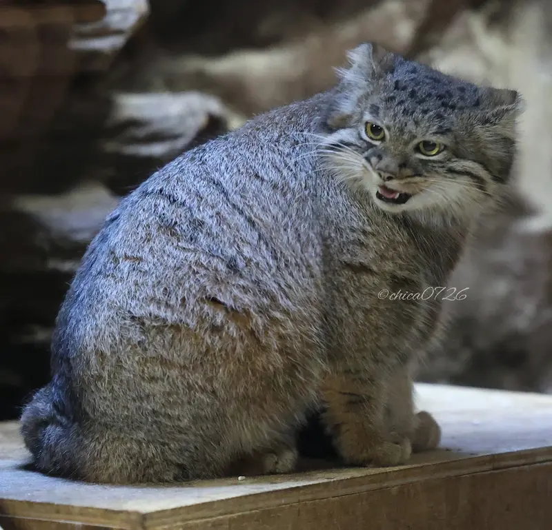 恩賜上野動物園のアブリコースの写真