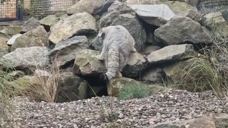 エディンバラ動物園のアキコの動画