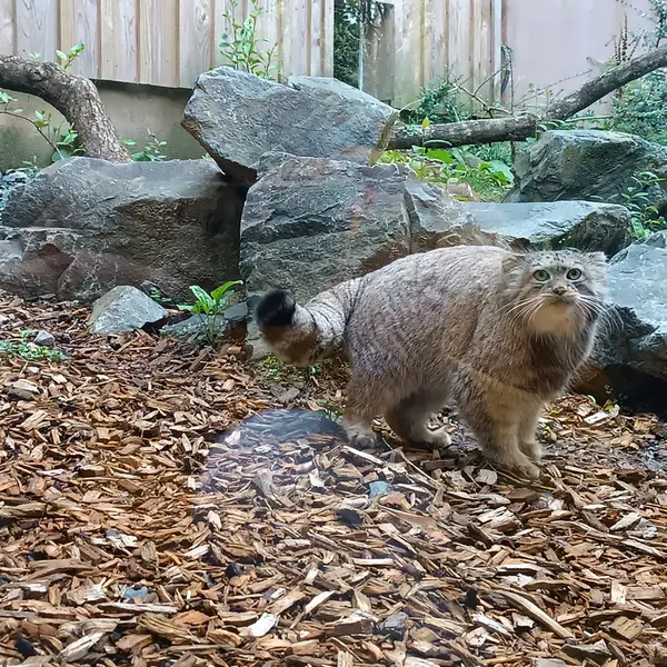 トレゴムール動物園のイフルの写真