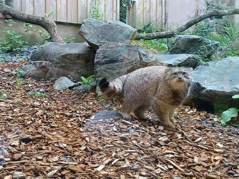 トレゴムール動物園のイフルの写真