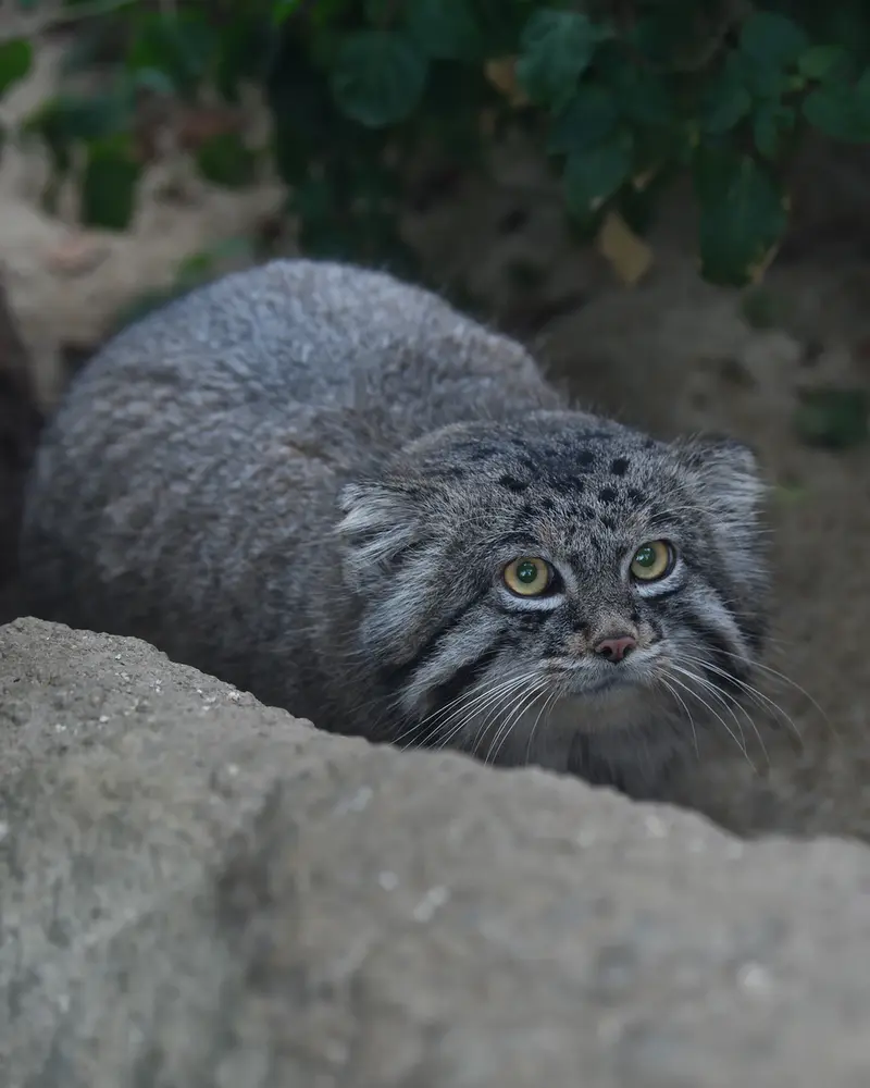 神戸どうぶつ王国のナルの写真