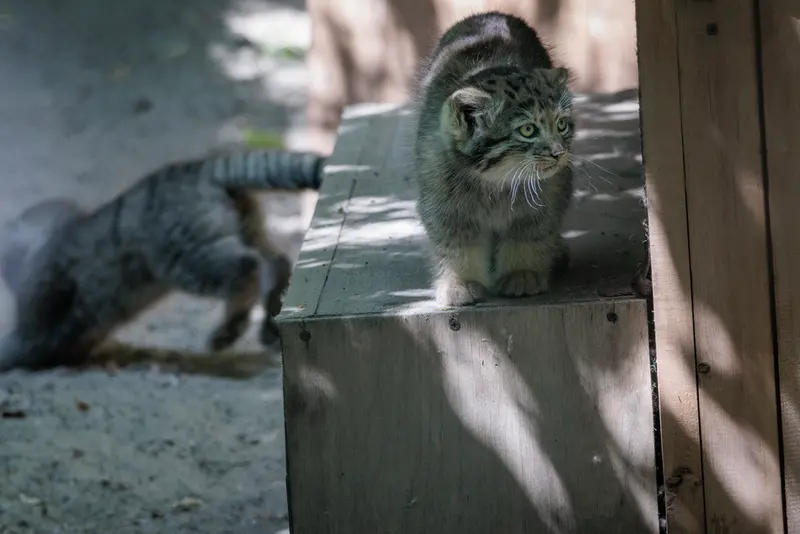 ノヴォシビルスク動物園のロロの娘 b.2026 Ⅰとロロの息子 b.2026 Ⅱの写真