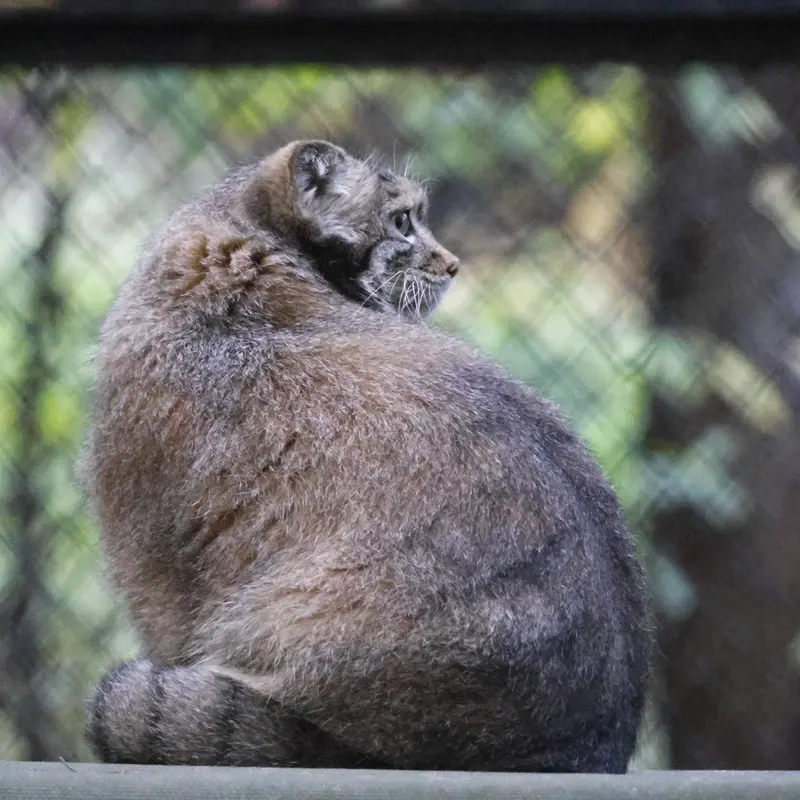 ノヴォシビルスク動物園のスネジャナの写真