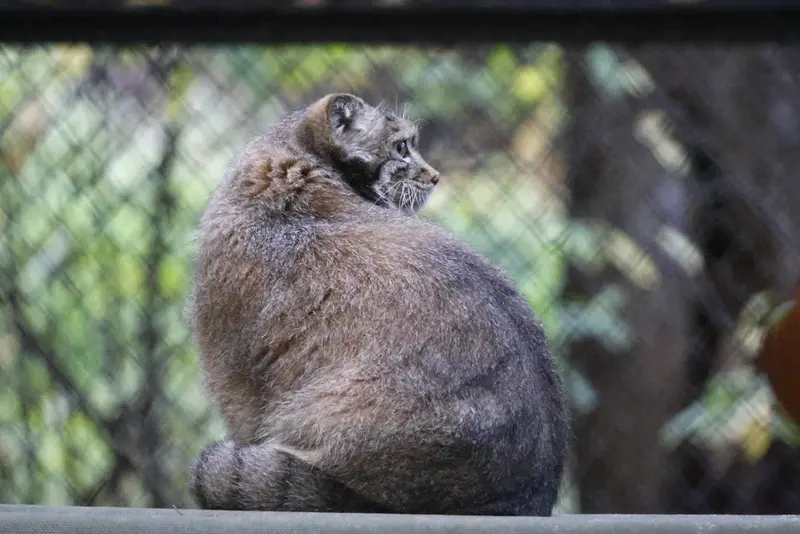 ノヴォシビルスク動物園のスネジャナの写真