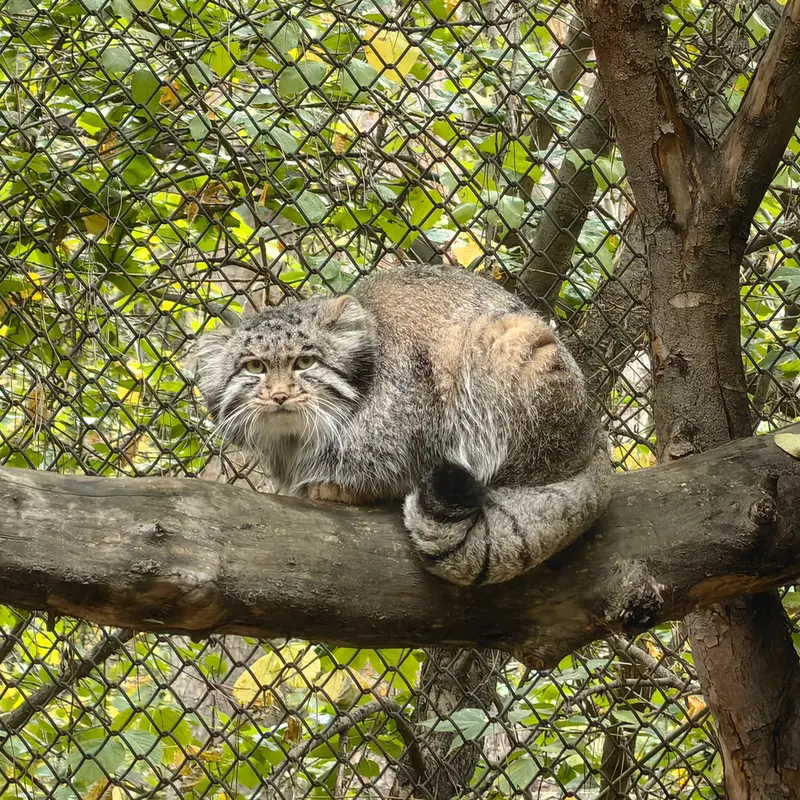 ノヴォシビルスク動物園のグレイの写真