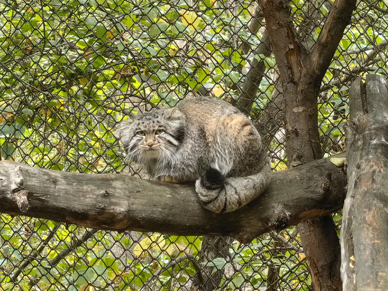 ノヴォシビルスク動物園のグレイの写真