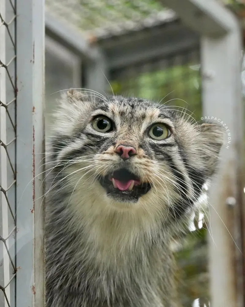 神戸どうぶつ王国のアズの写真