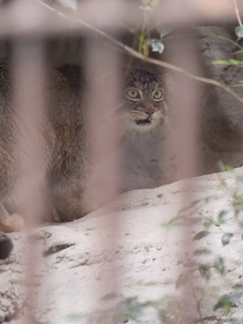 野毛山動物園のフィーガの写真