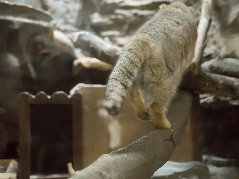 恩賜上野動物園のプリームラの写真