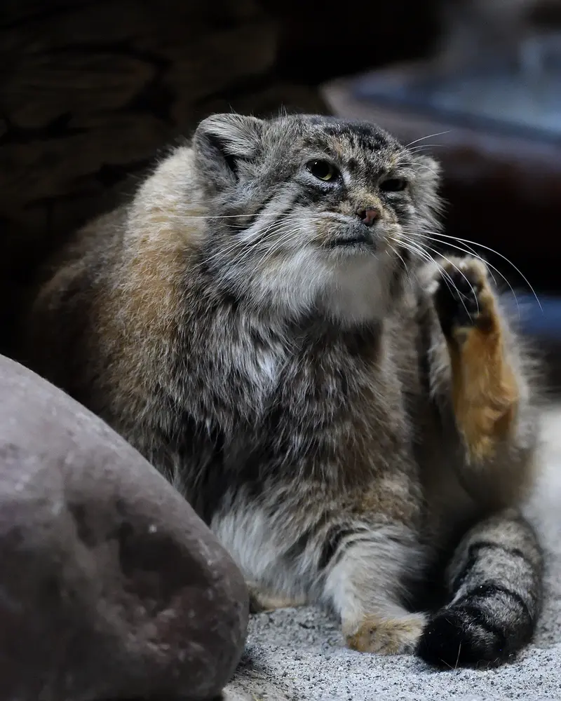 恩賜上野動物園のプリームラの写真