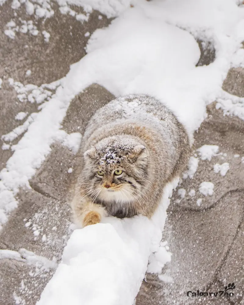 カルガリー動物園 / ワイルダー研究所のペマの写真