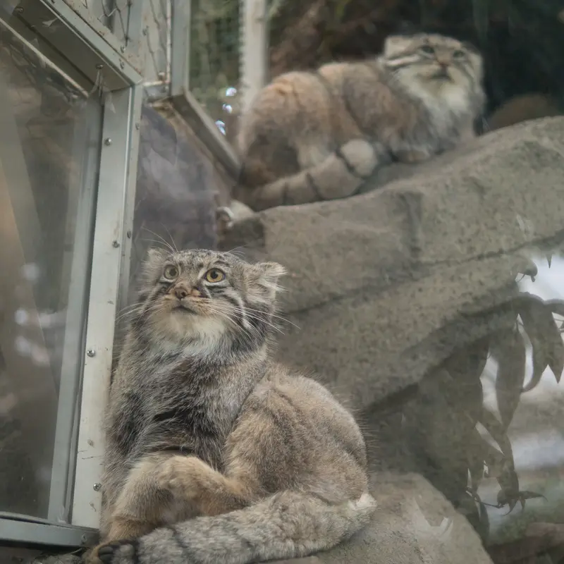 神戸どうぶつ王国のアズとメイの写真