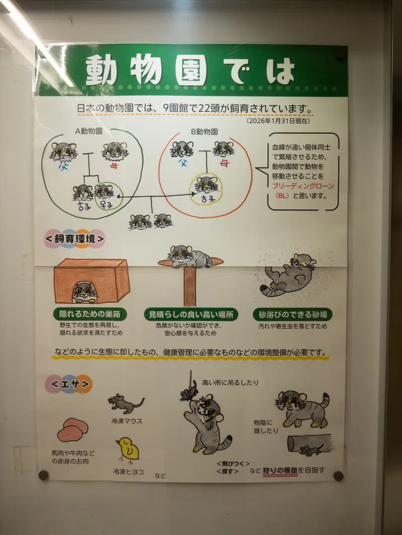 野毛山動物園のマヌルネコの写真