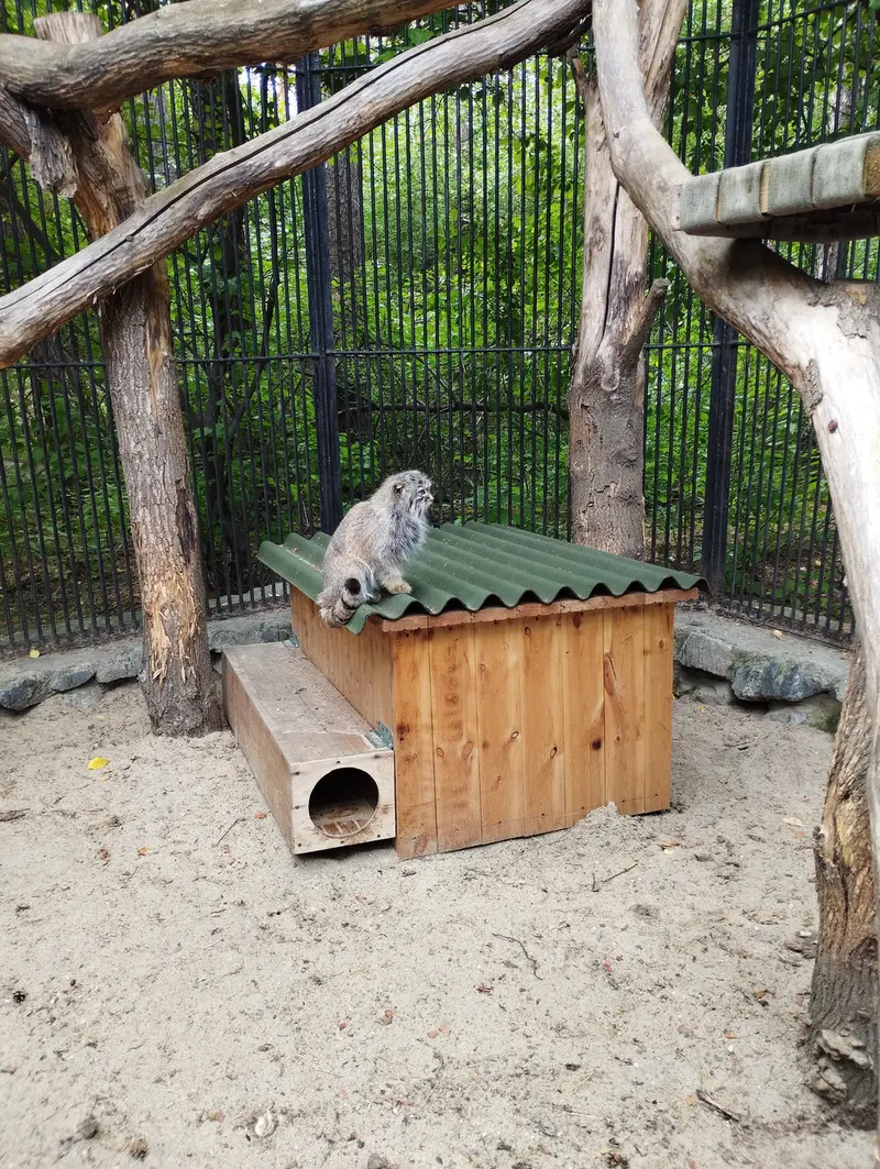 ノヴォシビルスク動物園のマヌルネコの写真