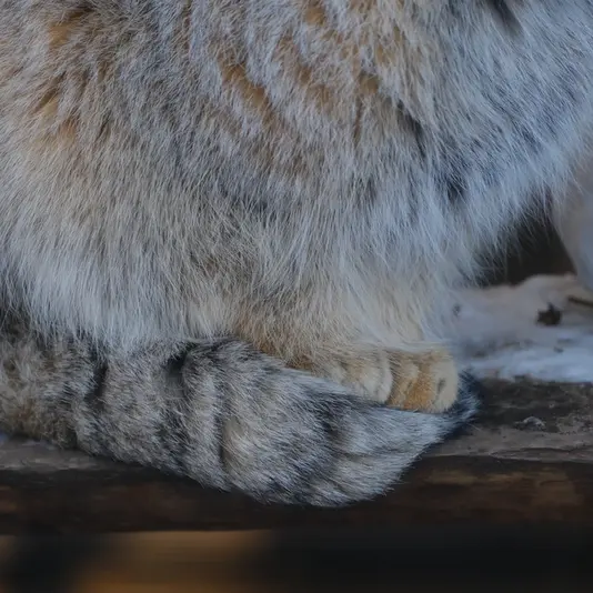 ポッター・パーク動物園のパジの写真